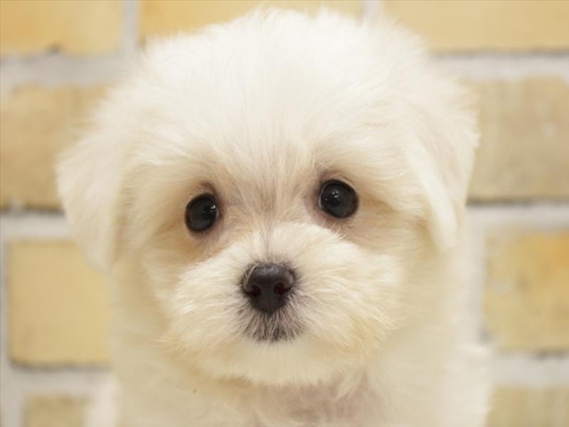 広島県のマルチーズ (ペッツワン広島LECT店/2024年4月28日生まれ/女の子/ホワイト)の子犬